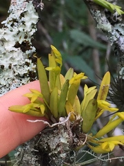 Acianthera sonderiana
