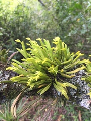 Acianthera sonderiana