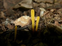 Clavaria flavipes