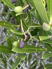 Olea exasperata