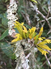 Acianthera sonderiana