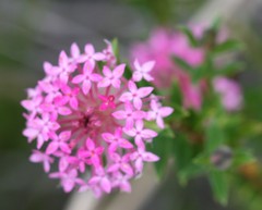 Pimelea rosea
