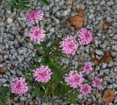 Pimelea rosea