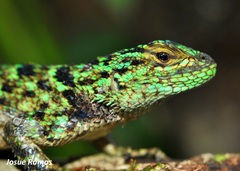 Sceloporus schmidti