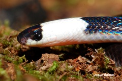 Enuliophis sclateri
