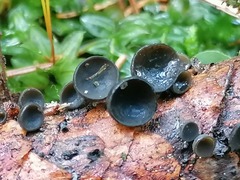 Piceomphale bulgarioides