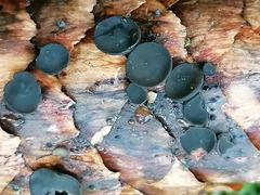 Piceomphale bulgarioides