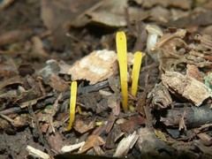 Clavaria flavipes