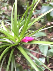 Tillandsia tenuifolia