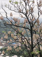 Bretschneidera sinensis