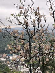 Bretschneidera sinensis