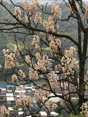 Bretschneidera sinensis