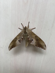 Marumba