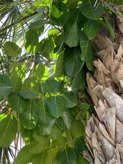 Ficus altissima