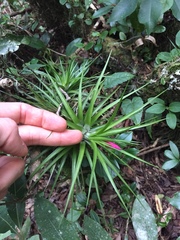 Tillandsia tenuifolia