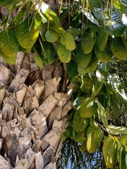 Ficus altissima