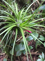 Tillandsia tenuifolia
