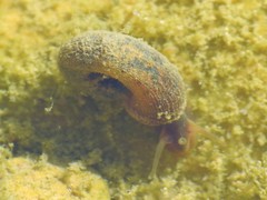 Planorbarius metidjensis