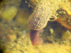 Planorbarius metidjensis