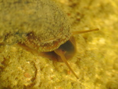 Planorbarius metidjensis