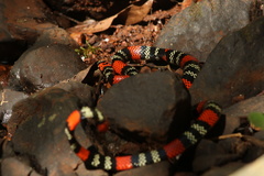 Micrurus altirostris