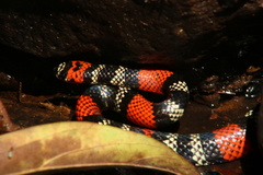 Micrurus altirostris