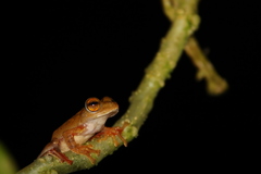 Rhacophorus margaritifer