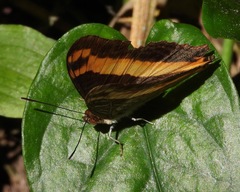 Adelpha leucerioides