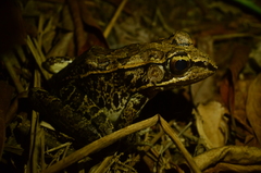 Lithobates brownorum