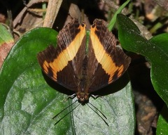 Adelpha leucerioides