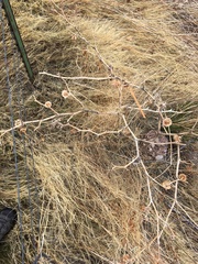 Funastrum heterophyllum