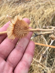 Funastrum heterophyllum