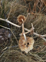 Funastrum heterophyllum