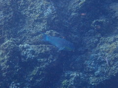 Chlorurus strongylocephalus