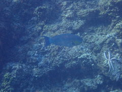 Chlorurus strongylocephalus