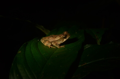 Incilius leucomyos