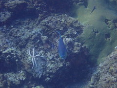 Chlorurus strongylocephalus