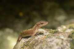 Anolis zeus