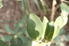 Ilex goshiensis