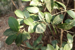 Ilex goshiensis