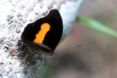 Catonephele acontius