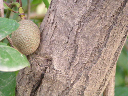 African peach
