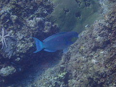 Chlorurus strongylocephalus