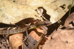 Dendrophidion percarinatum