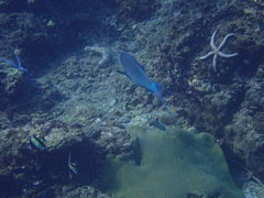 Chlorurus strongylocephalus