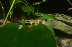 Duellmanohyla salvavida