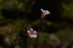 Biophytum dendroides