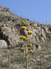 Agave chrysantha