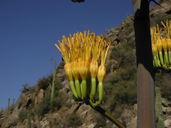 Agave chrysantha