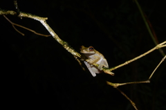 Atlantihyla spinipollex